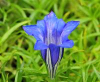 Big blue flowers with a white mark